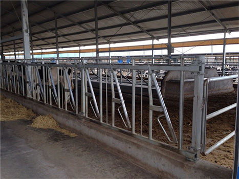 Cow Gate In Frame(图2)