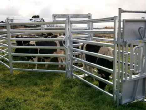 Cow Gate In Frame(图3)